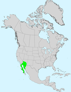 North America species range map for Ambrosia deltoidea: Click image for full size map